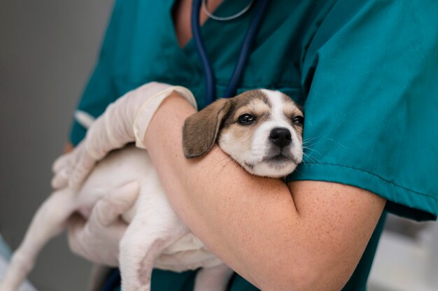 Nahaufnahme eines Tierarztes, der sich um den Hund kümmert