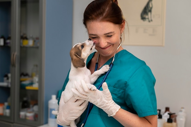 Nahaufnahme eines Tierarztes, der sich um den Hund kümmert