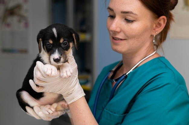 Nahaufnahme eines Tierarztes, der sich um den Hund kümmert