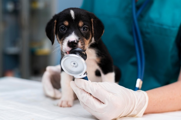 Nahaufnahme eines Tierarztes, der sich um den Hund kümmert