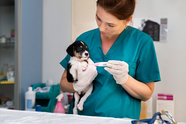 Nahaufnahme eines Tierarztes, der sich um den Hund kümmert