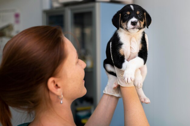 Nahaufnahme eines Tierarztes, der sich um den Hund kümmert