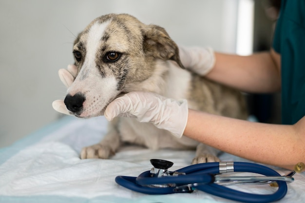 Nahaufnahme eines Tierarztes, der sich um den Hund kümmert