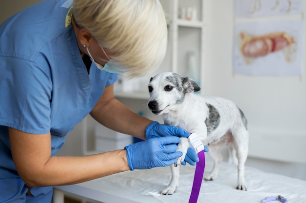 Nahaufnahme eines Tierarztes, der sich um den Hund kümmert