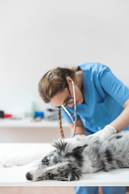 Nahaufnahme eines Untersuchungshundes des weiblichen Tierarztes mit Stethoskop in der Klinik