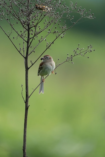 Kostenloses Foto nahaufnahme eines vogels auf einem zweig