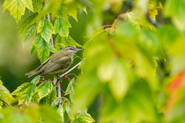 Nahaufnahme eines Vogels auf einer Pflanze