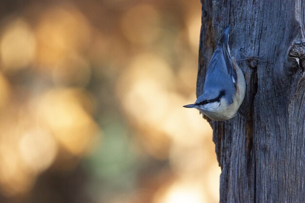 Nahaufnahme eines Vogels, der tagsüber auf einem Baumstamm sitzt