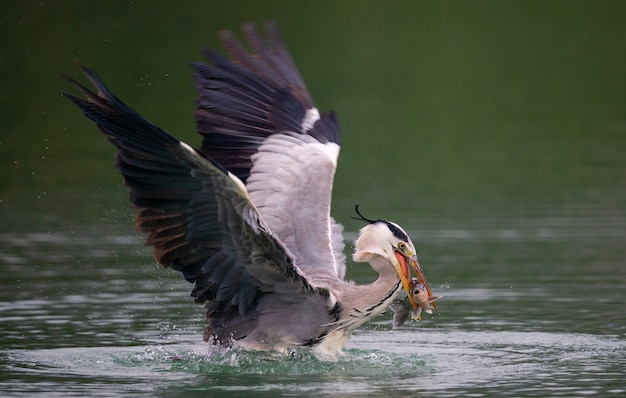 Nahaufnahme eines Vogels von Ardea Herodias, der über einem See fischt - perfekt für Hintergrund