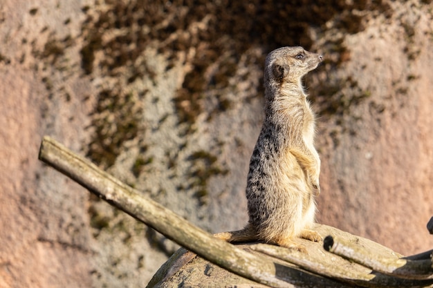 Kostenloses Foto nahaufnahme eines wachsamen erdmännchens, das auf einem felsen steht