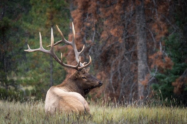 Nahaufnahme eines Wapiti-Hirsches in einem Wald