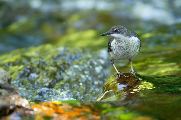 Kostenloses Foto nahaufnahme eines wasseramselvogels