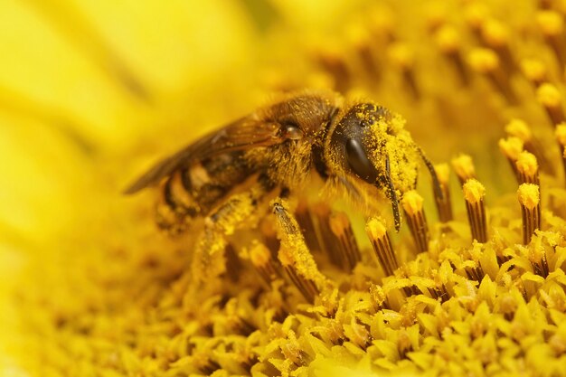 Nahaufnahme eines weiblichen Halictus scabiosae, Pollen von einer gelben Blume sammeln