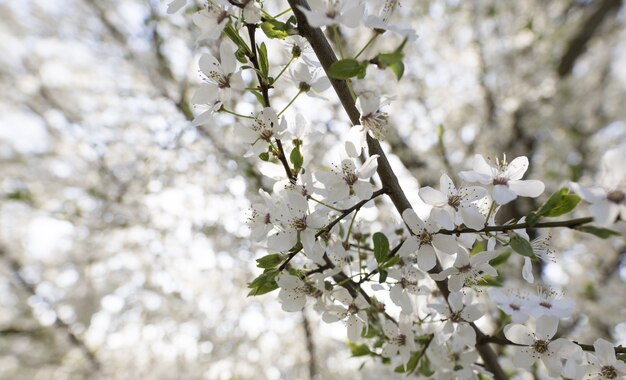 Nahaufnahme eines weißen Blumenbaumes mit einem unscharfen natürlichen