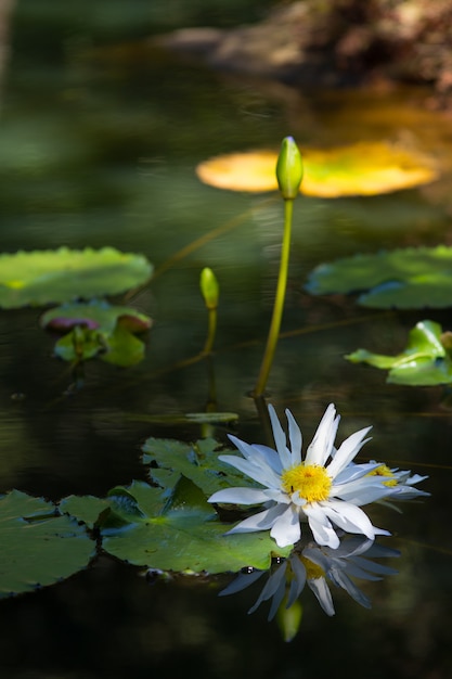 Nahaufnahme eines weißen heiligen Lotus auf einem See unter Sonnenlicht mit einem verschwommenen Hintergrund