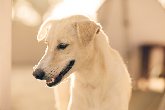 Nahaufnahme eines weißen Hundes zu Hause