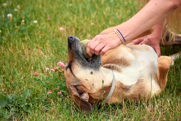 Nahaufnahme eines weißen kaukasischen Mädchens im Park mit ihrem Hund