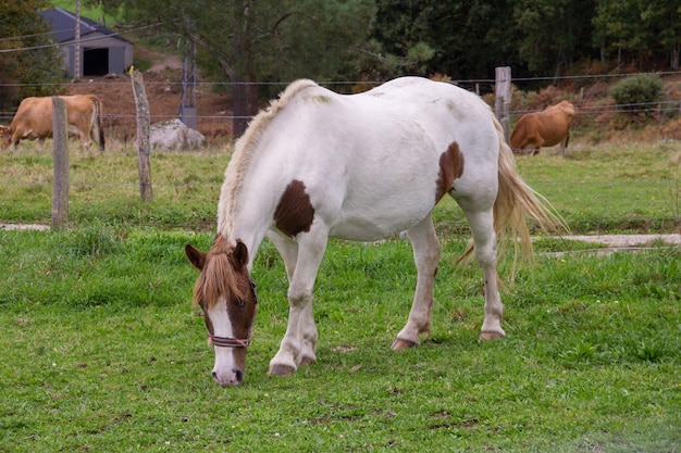 Nahaufnahme eines weißen Pferdes, das auf dem Bauernhofgebiet weidet