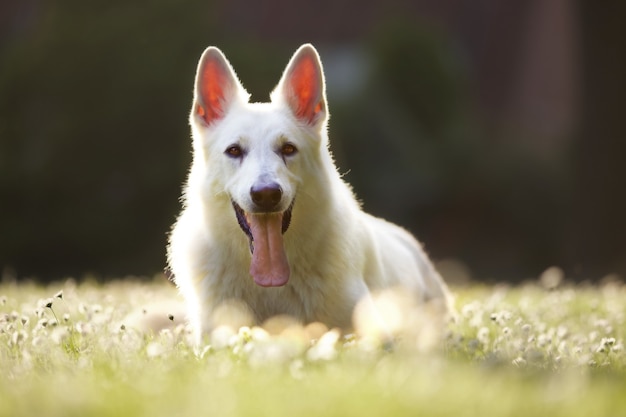 Nahaufnahme eines weißen Schweizer Schäferhundes, der auf dem Gras ruht