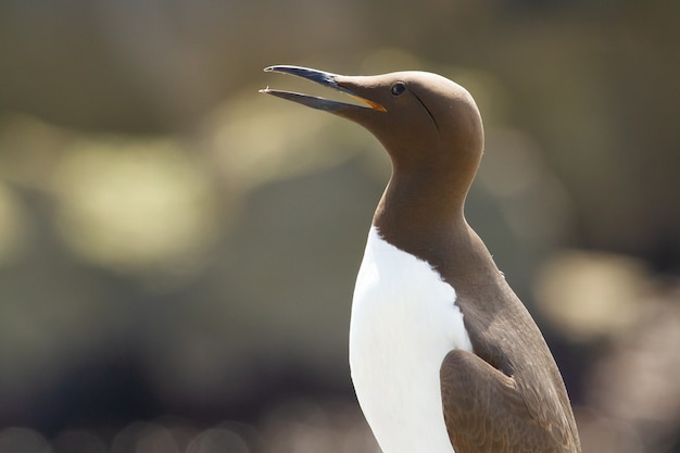 Nahaufnahme eines weißen und braunen gemeinen Murre oder gemeinen Guillemot-Seevogels in England