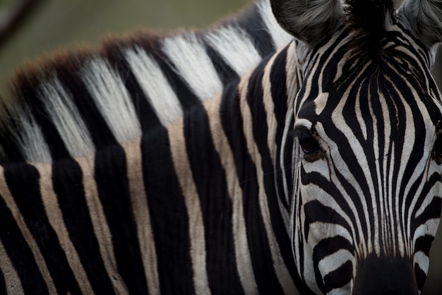 Nahaufnahme eines weißen und schwarzen gestreiften Zebras