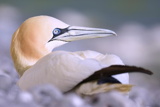 Nahaufnahme eines weißen Vogels