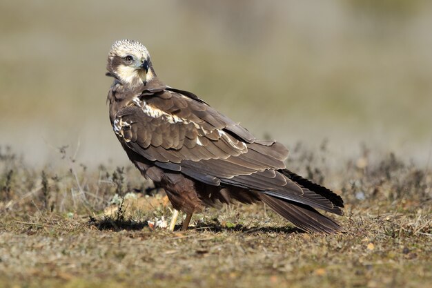 Nahaufnahme eines Western Marsh Harrier auf dem Boden, der tagsüber im Gras unter dem Sonnenlicht bedeckt ist