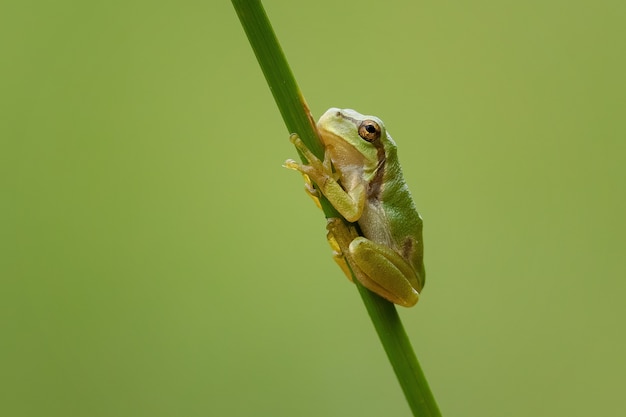 Nahaufnahme eines winzigen europäischen Laubfrosches auf einem Ast unter dem Sonnenlicht mit verschwommenem Hintergrund