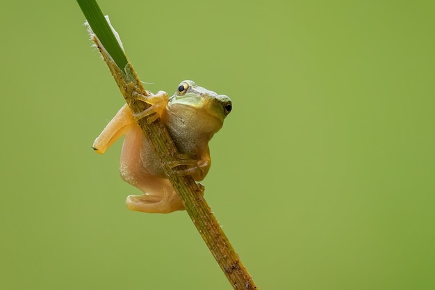 Nahaufnahme eines winzigen europäischen Laubfrosches auf einem Zweig unter dem Sonnenlicht mit einem verschwommenen Hintergrund