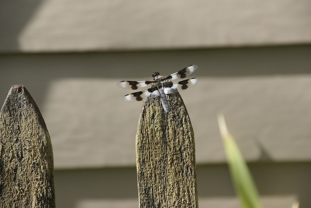 Nahaufnahme eines winzigen Libelleninsekts mit gefleckten Flügeln, das auf einem Holzzaunpfosten thront