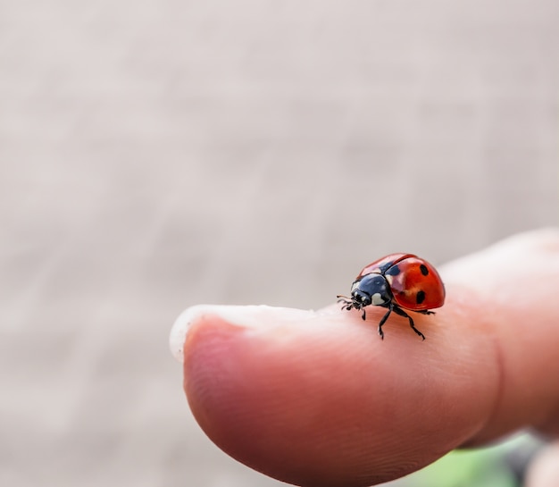 Nahaufnahme eines winzigen Marienkäfers am Finger einer Person