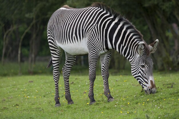 Nahaufnahme eines Zebras, das auf einer grünen Wiese weidet