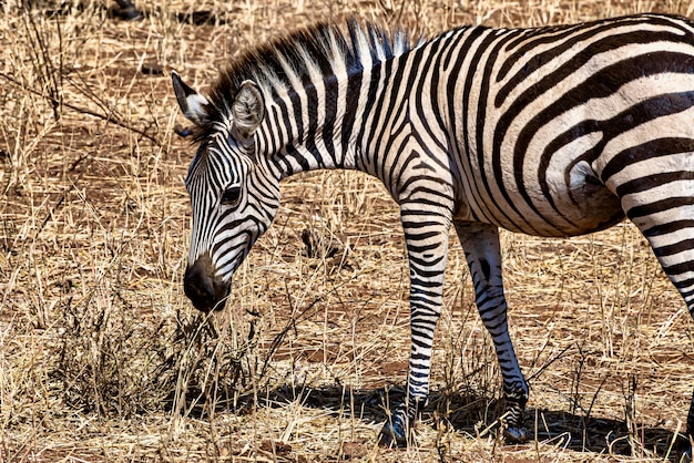 Kostenloses Foto nahaufnahme eines zebras in einem feld unter dem sonnenlicht mit einem verschwommenen hintergrund