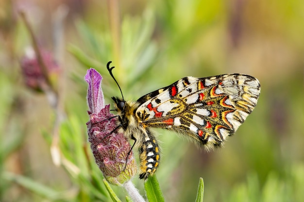 Nahaufnahme eines Zerynthia rumina-Schmetterlings, der auf einer Blume in einem Garten sitzt, der tagsüber gefangen wurde?