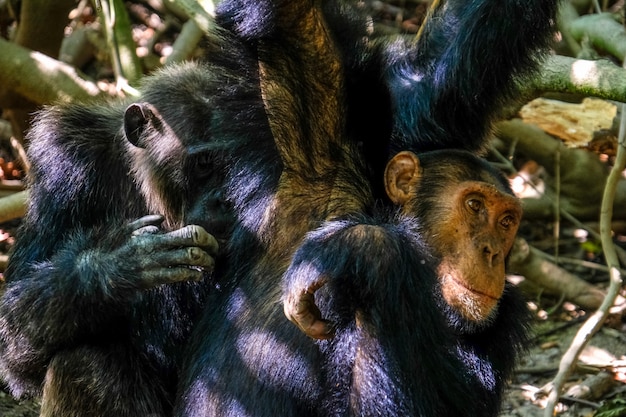 Nahaufnahme eines zwei Schimpansen nahe beieinander mit unscharfem natürlichem Hintergrund
