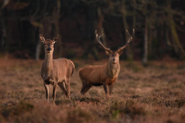 Nahaufnahme erschossen o Hirsche in einem Wald