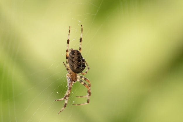 Nahaufnahme fokussierte Aufnahme einer Spinne auf einer Spinne