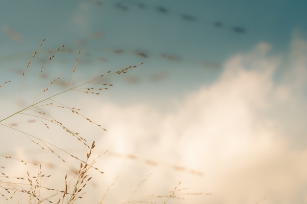 Nahaufnahme fokussierte Aufnahme eines Weizenszweigs mit einem hellen Hintergrund