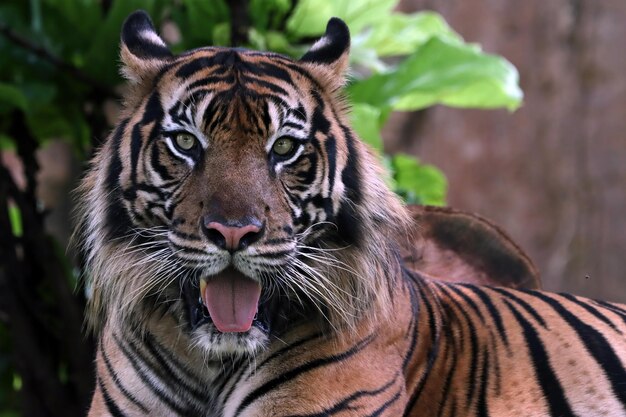 Nahaufnahme Gesicht des bengalischen Tigers Tier wütender Tigerkopf Nahaufnahme