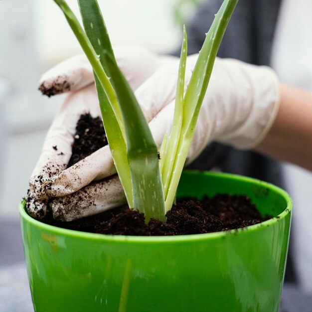 Nahaufnahme Hände Gartenarbeit mit Handschuhen