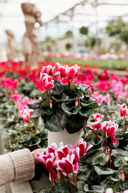 Kostenloses Foto nahaufnahme hand, die blumentopf hält