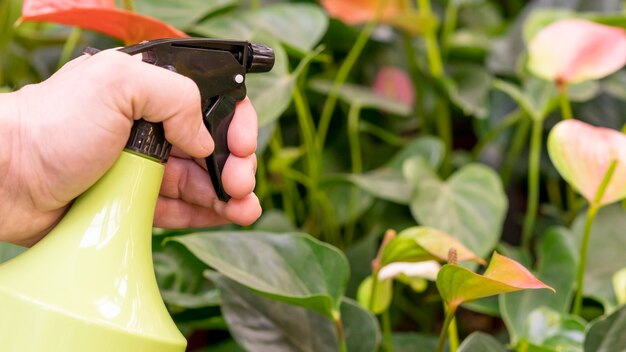 Nahaufnahme Hand, die Sprühflasche für Pflanzen hält