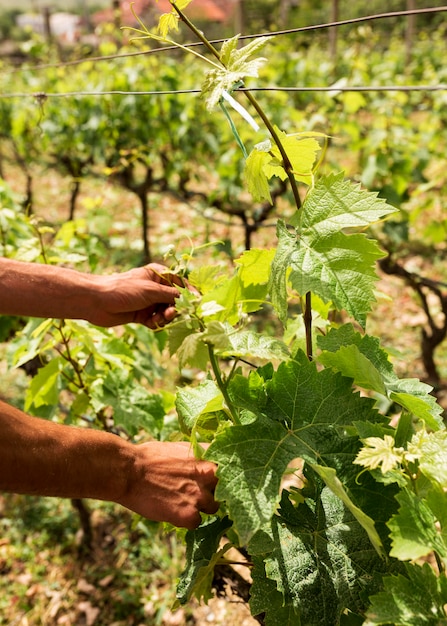 Nahaufnahme Hand, die Weinrebe anordnet