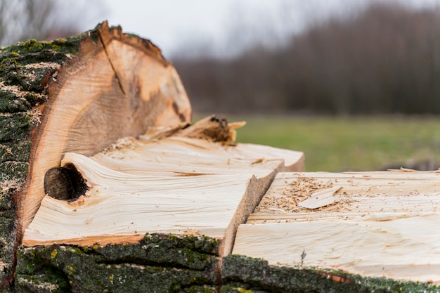 Nahaufnahme Holz für Lagerfeuer