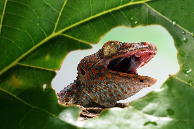 Nahaufnahme Kopf von Tokay Gecko