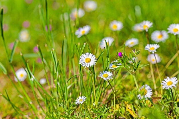 Nahaufnahme Landschaftsaufnahme der weißen Kamillenblume mit unscharfem grünem Gras