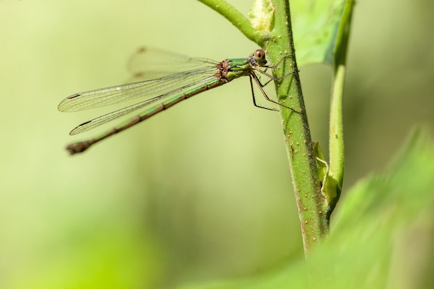 Nahaufnahme Libelle auf einer grünen Pflanze