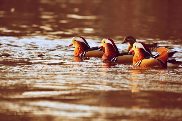 Nahaufnahme männliche Mandarinente Aix galericulata Schwimmen auf dem Wasser mit Reflektion Ein schöner Vogel, der in freier Wildbahn lebt