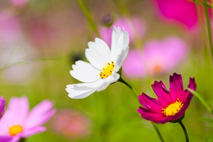 Kostenlose Foto nahaufnahme makro blume