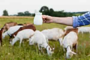 Kostenloses Foto nahaufnahme milch von ziegen